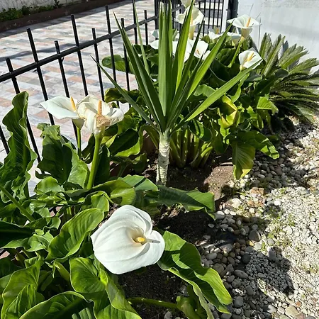 Ground Level House With Patio * 波尔图